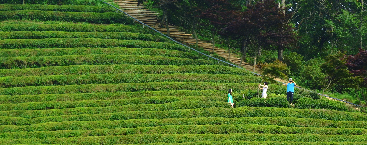 A green tea field in Boseong. by 이지원 https://flic.kr/p/cLCbLj